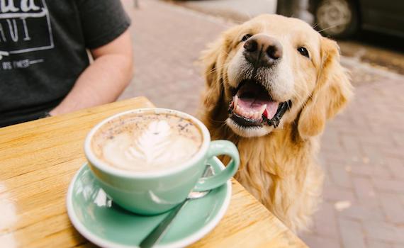 Melbourne’s Dog Friendly Café Culture