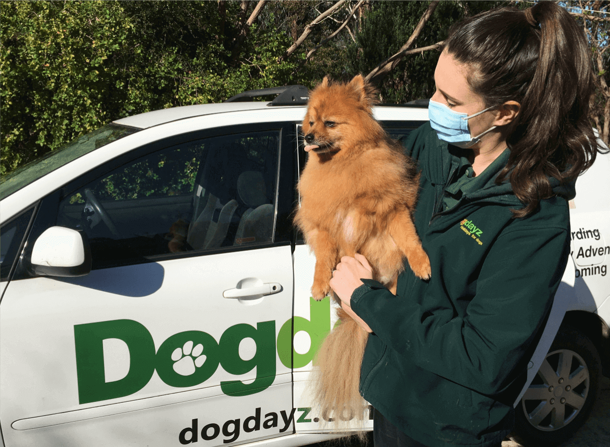 Doggie Daycare & Transport P2