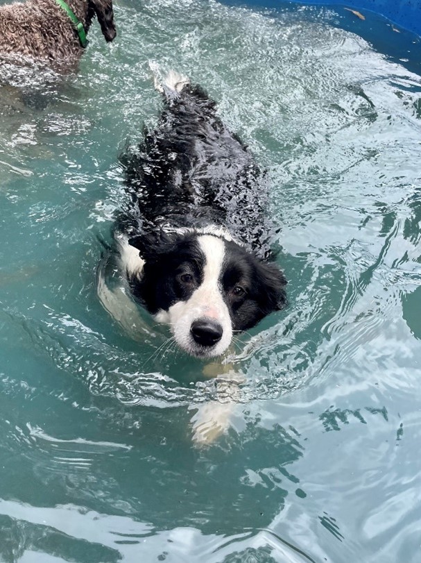 pool and dog