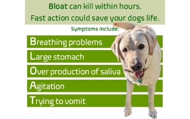 Bloat (GDV) and Twisted Bowel/Stomach in dogs