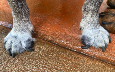 Nailing your dogs pedicure